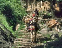 Südasien, Bhutan: Indien/Sikkim - Bhutan: Königreiche des Himalaya aktiv erleben - Treppensteigen mit Kamelen